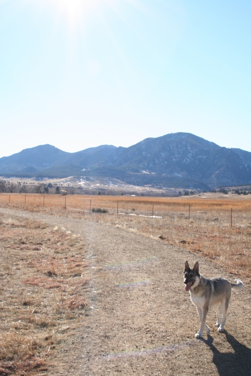 Koda, excited for another great hike in beautiful Boulder!